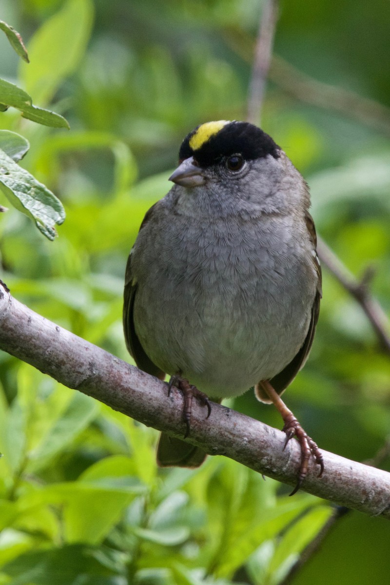 Golden-crowned Sparrow - ML122951281