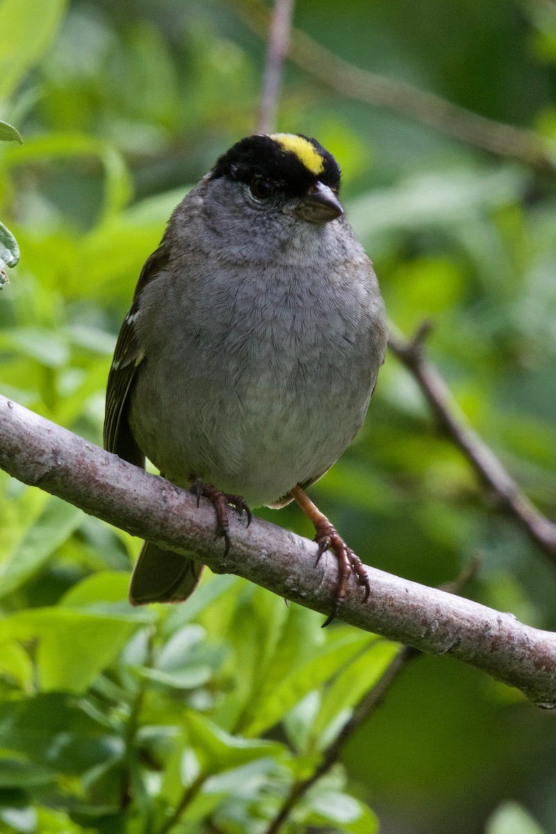 Golden-crowned Sparrow - ML122951291
