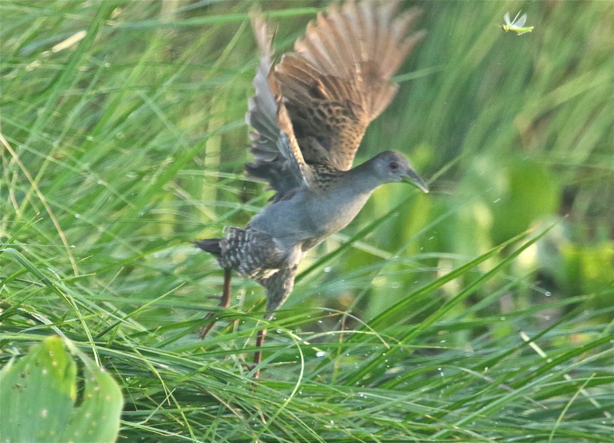 Ash-throated Crake - ML122953501