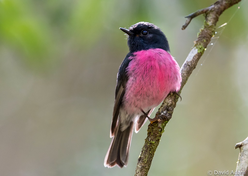 Pink Robin - ML122954091