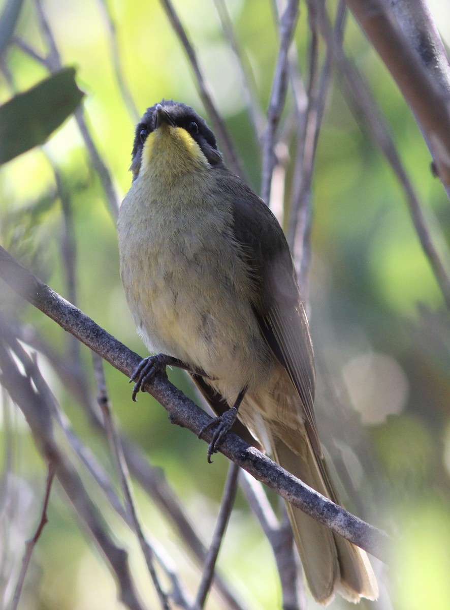 Purple-gaped Honeyeater - ML122954291