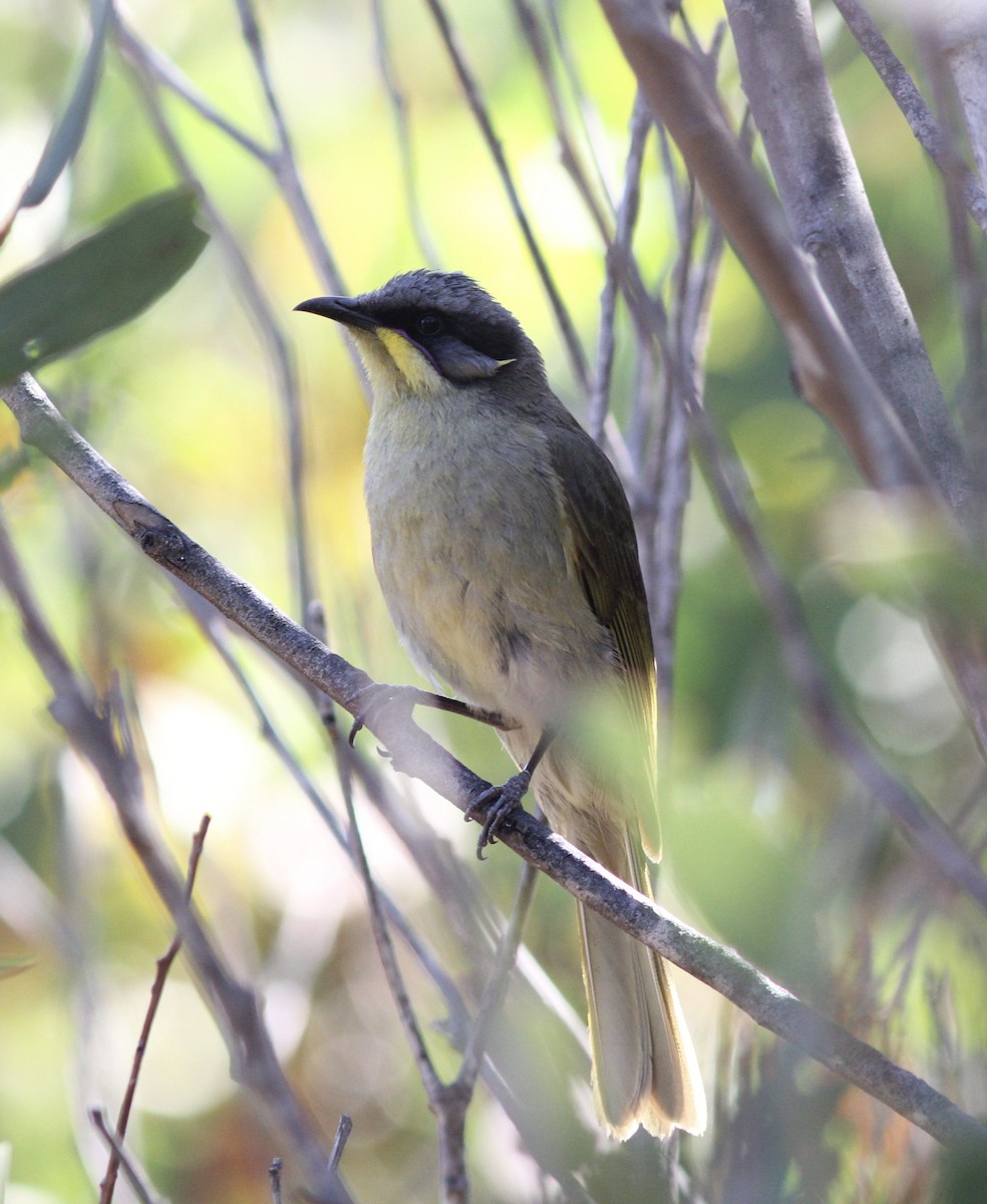 Purple-gaped Honeyeater - ML122954301