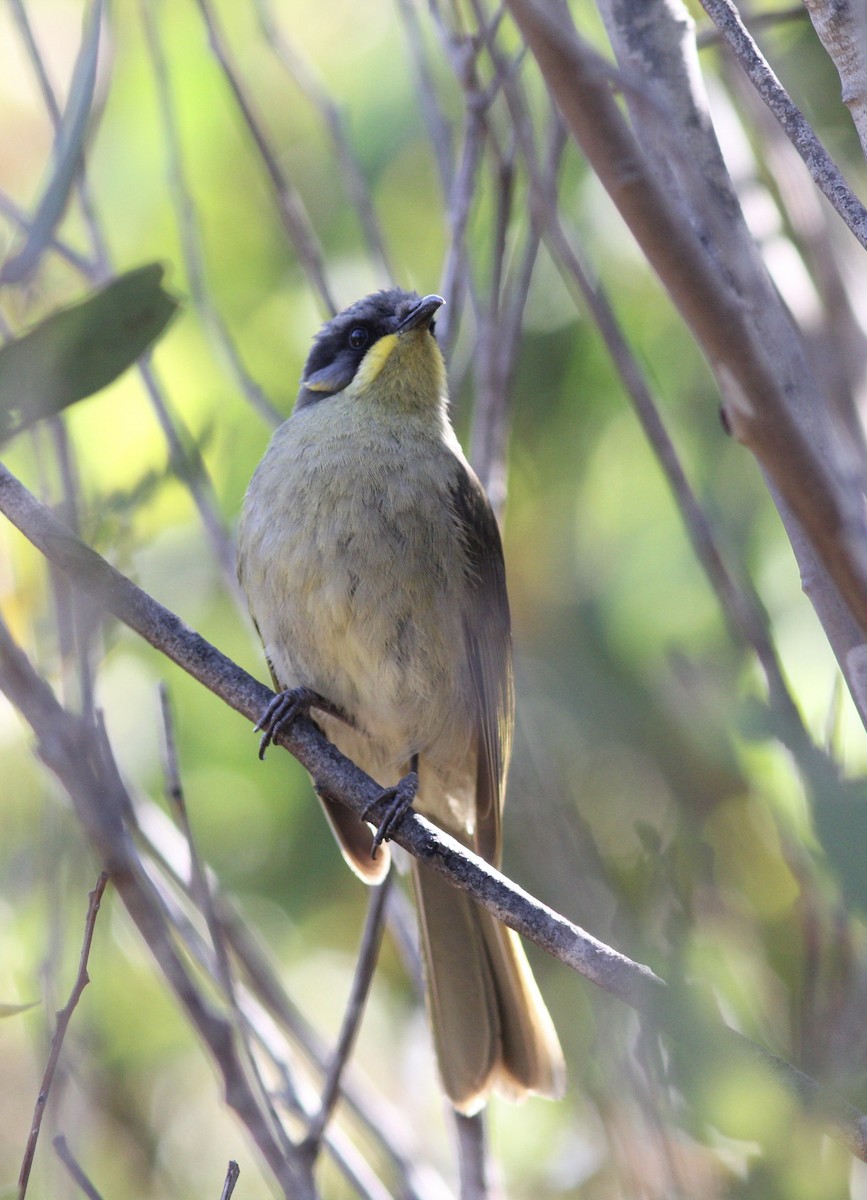 Purple-gaped Honeyeater - ML122954311