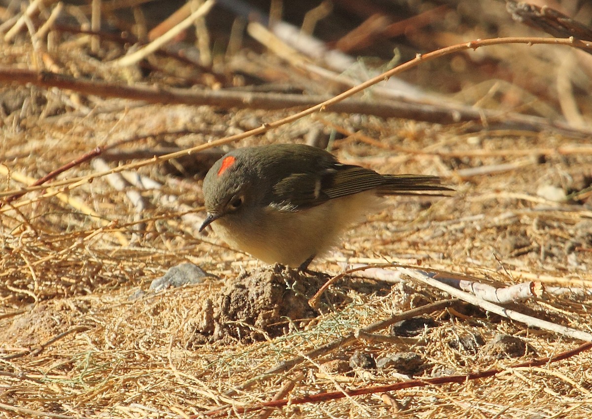 Ruby-crowned Kinglet - ML122954961