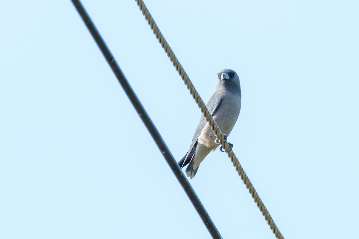 Ashy Woodswallow - ML122955511