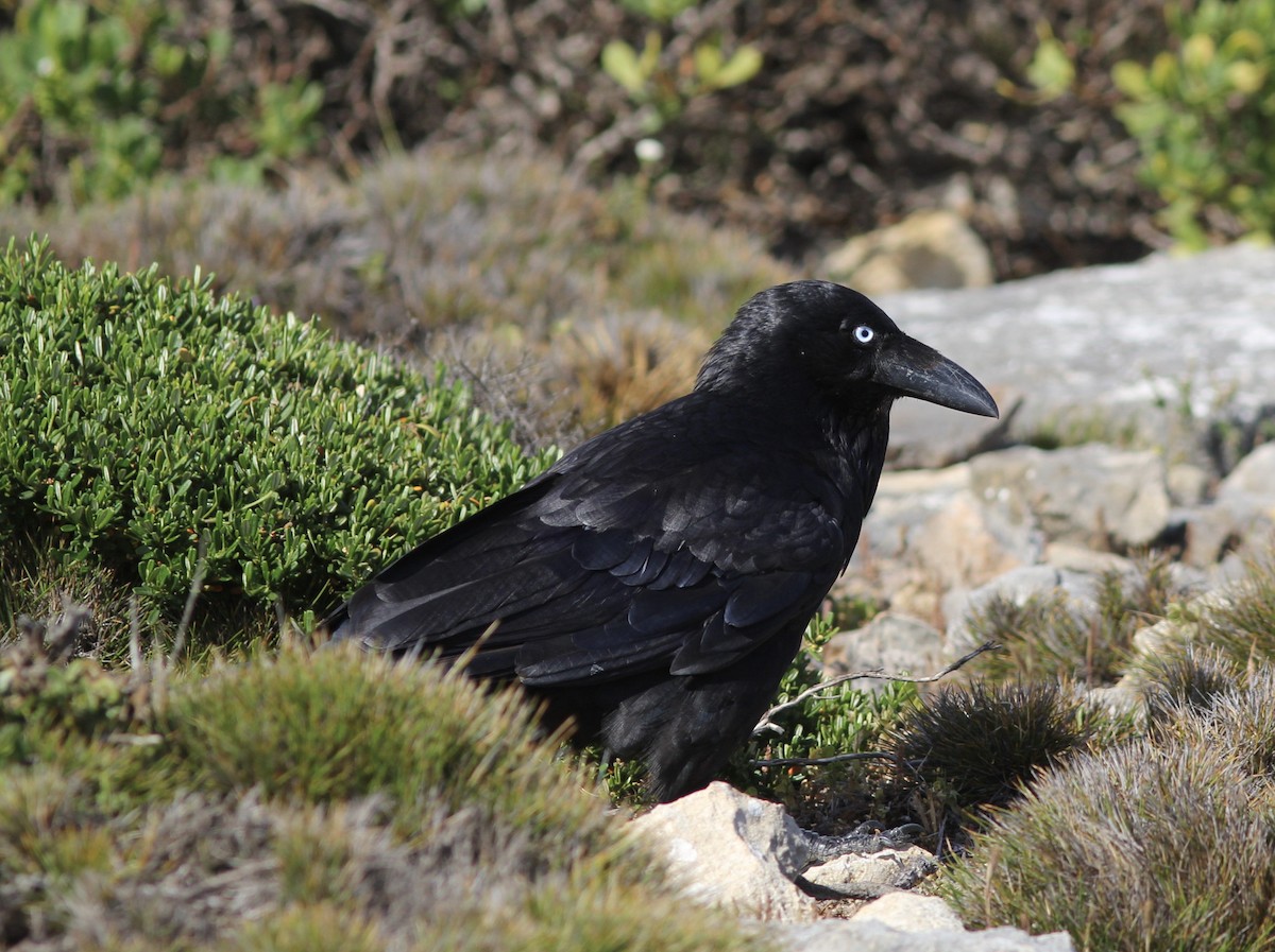 Australian Raven - Richard and Margaret Alcorn