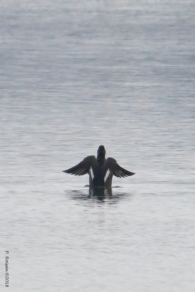 White-winged Scoter - ML122956351