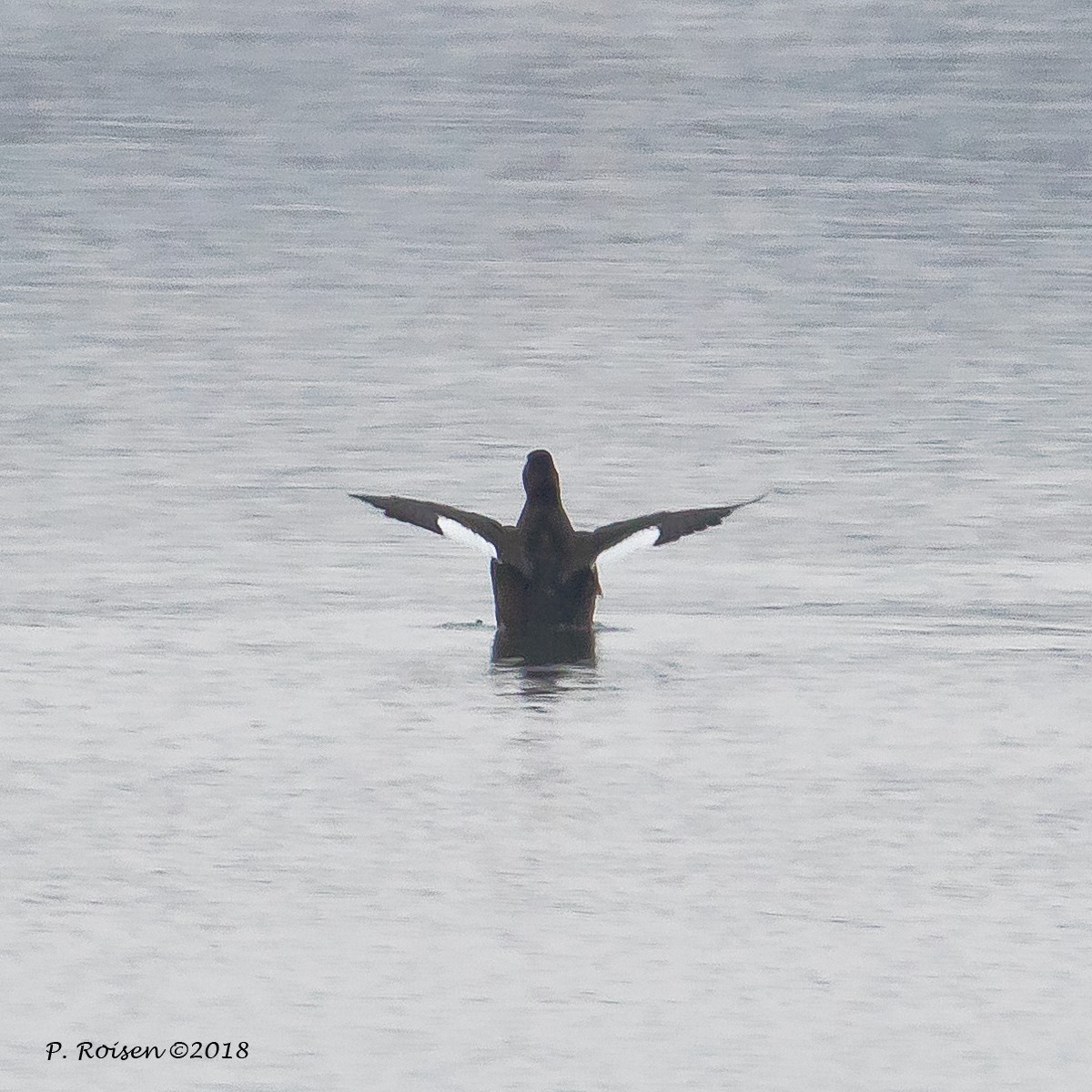 White-winged Scoter - ML122956361