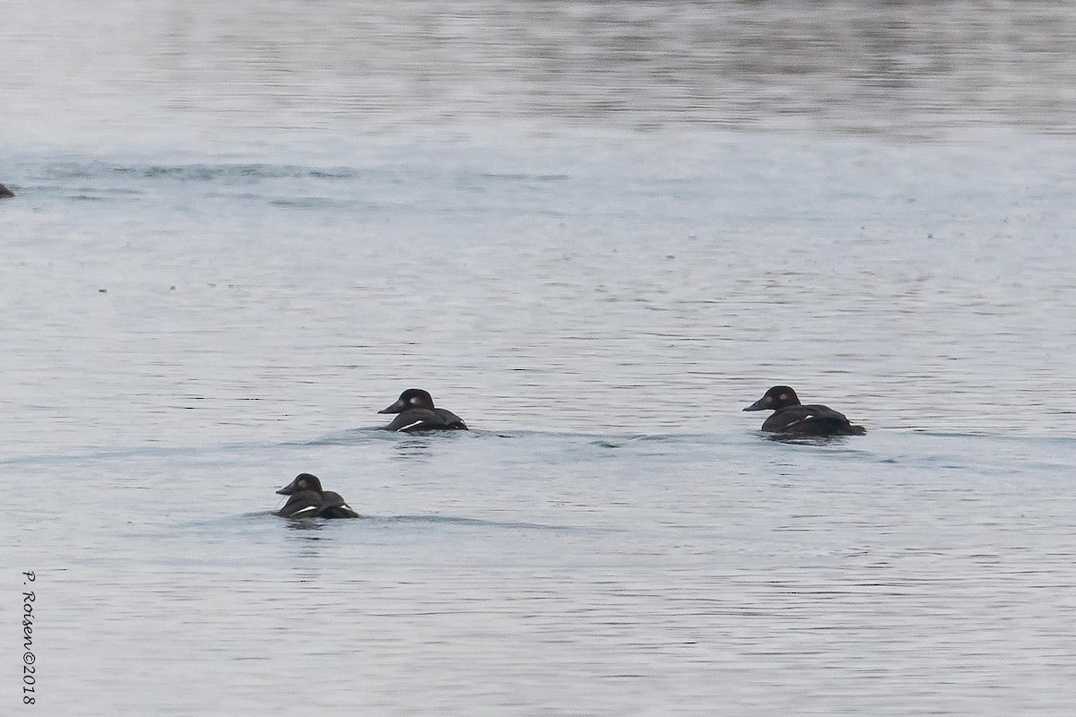 White-winged Scoter - ML122956371