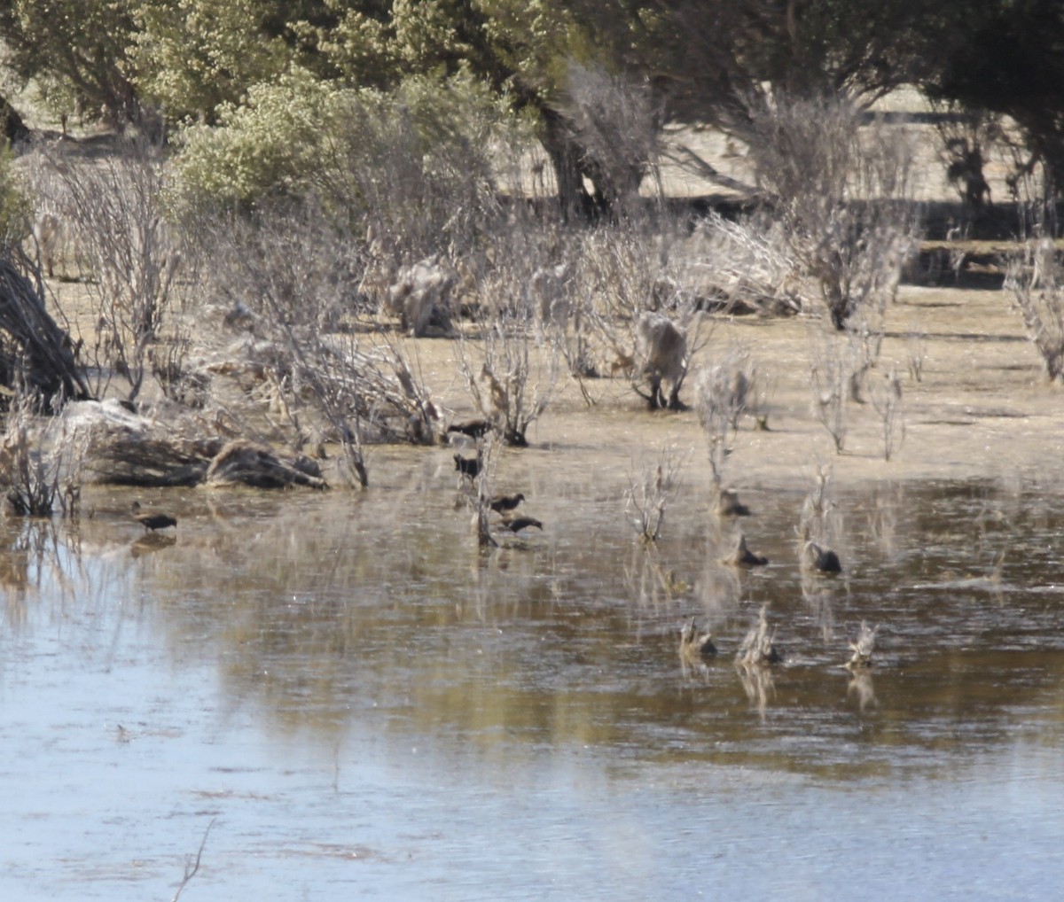 Black-tailed Nativehen - ML122956691