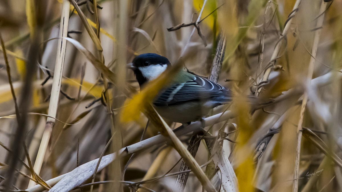 Japanese Tit - ML122957691