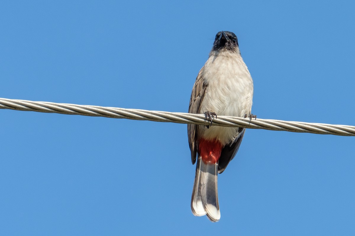 Sooty-headed Bulbul - ML122958041