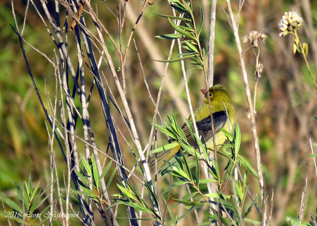 Scarlet Tanager - ML122958091