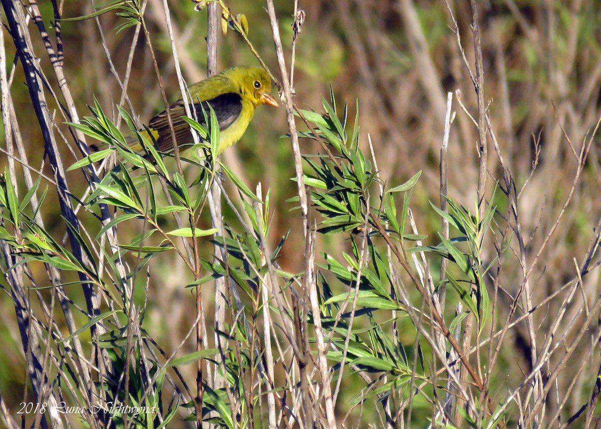 Scarlet Tanager - ML122958111