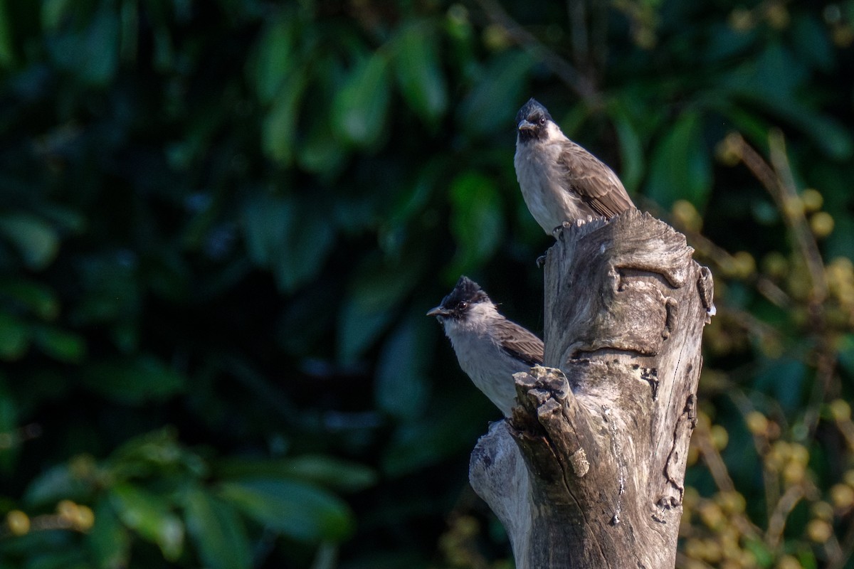 Sooty-headed Bulbul - ML122958201