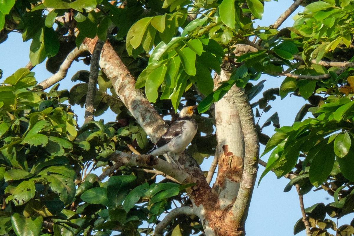 Black-collared Starling - ML122958891