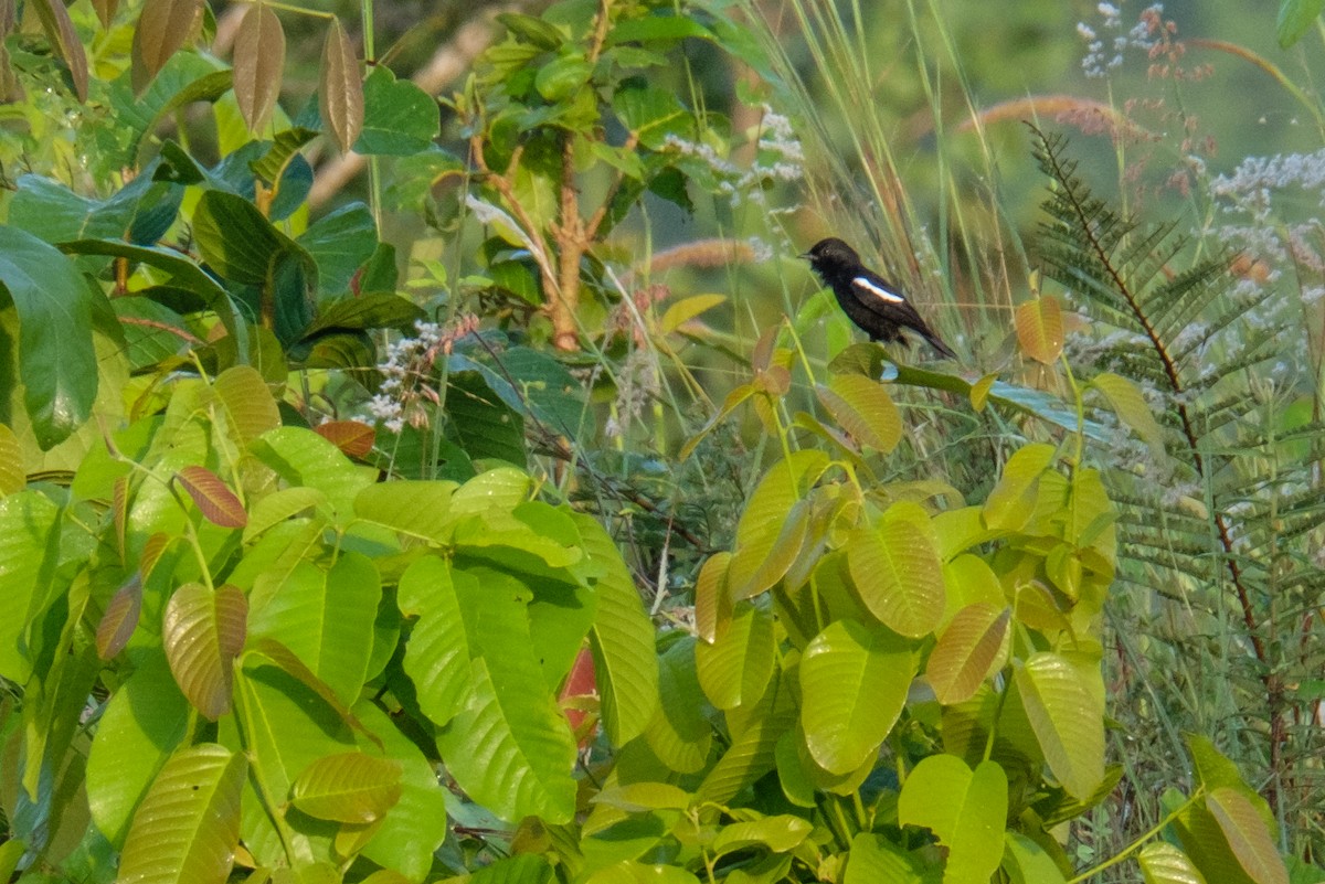 Pied Bushchat - ML122959131