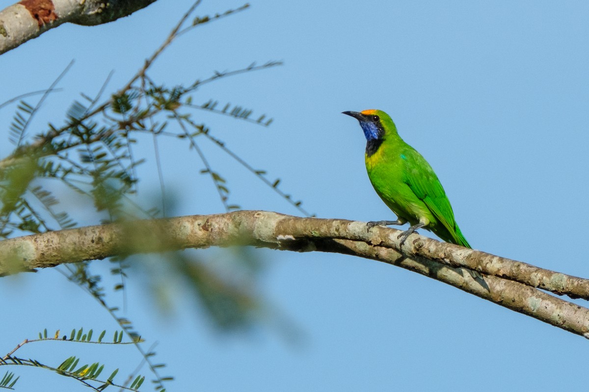 Golden-fronted Leafbird - ML122959271