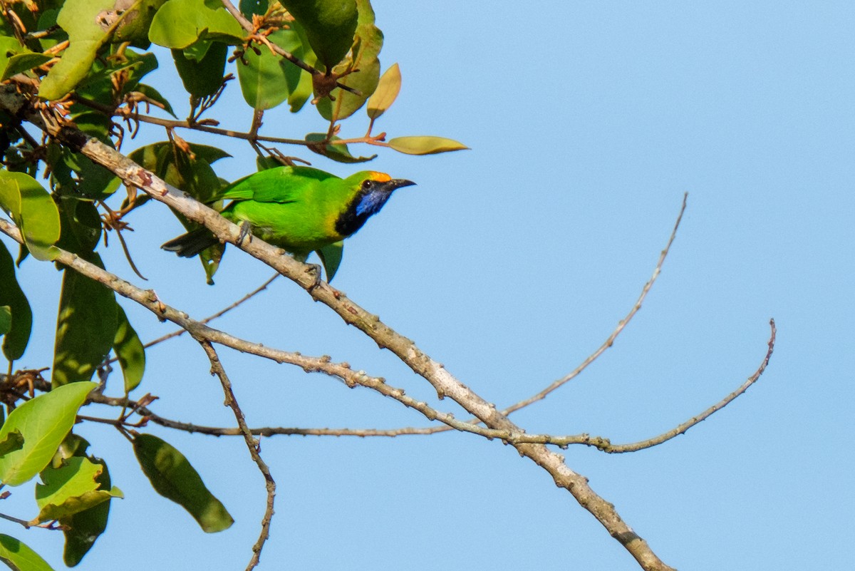 Golden-fronted Leafbird - ML122959281