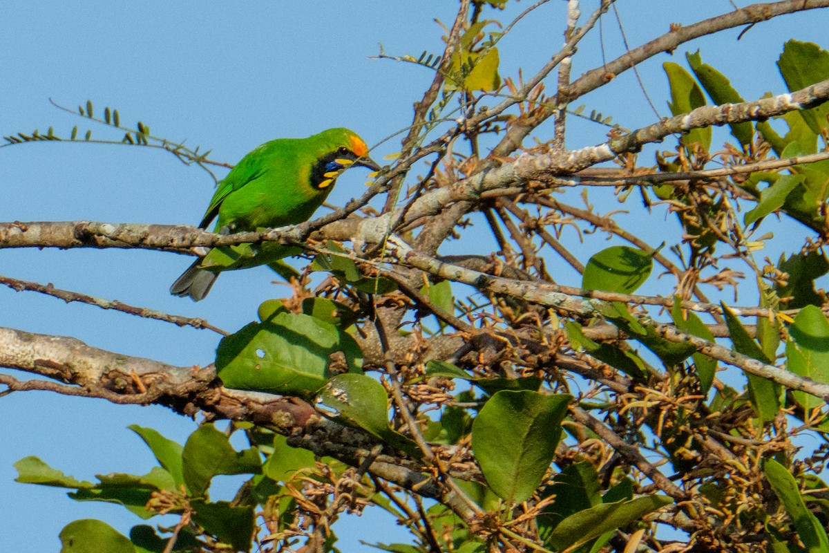 Golden-fronted Leafbird - ML122959531