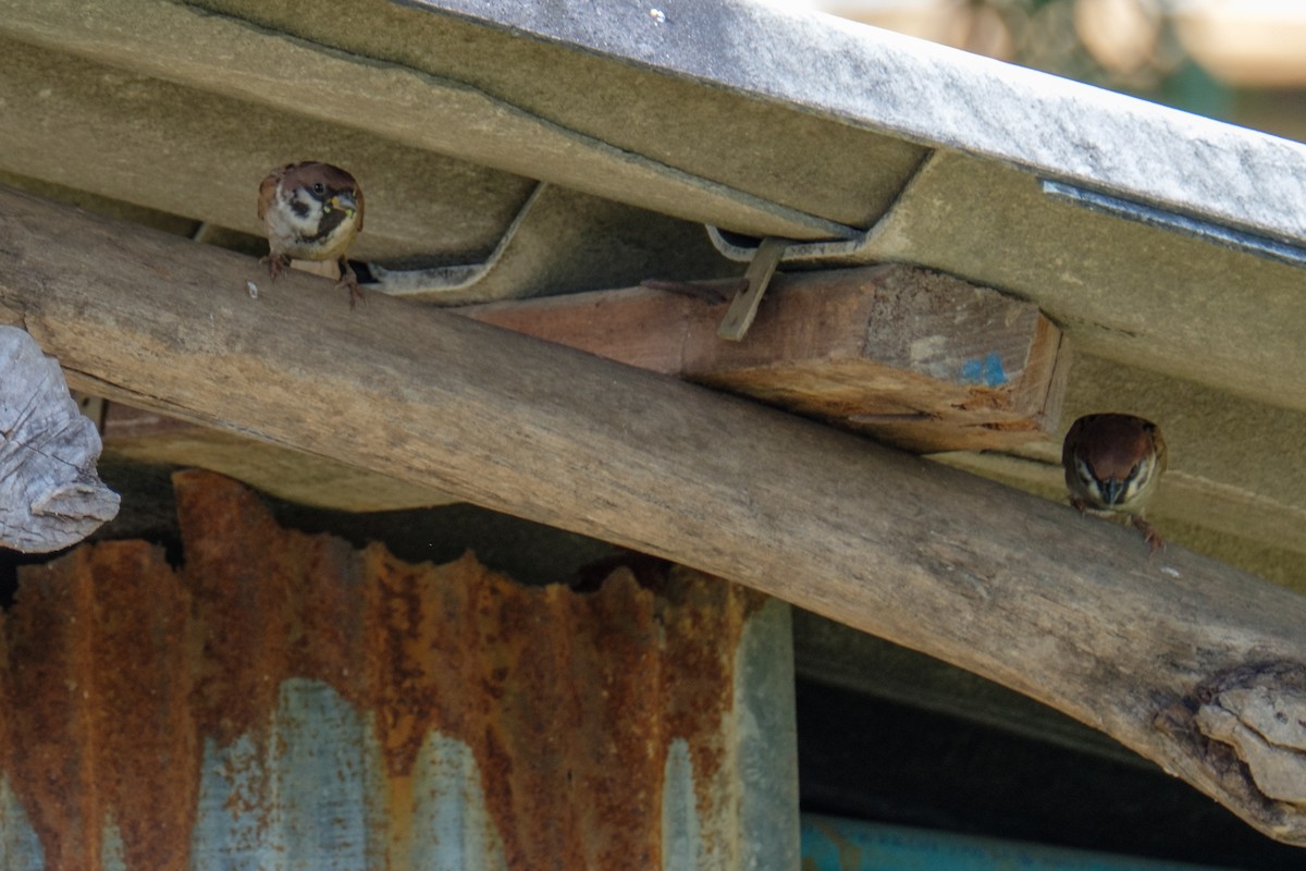 Eurasian Tree Sparrow - ML122959881