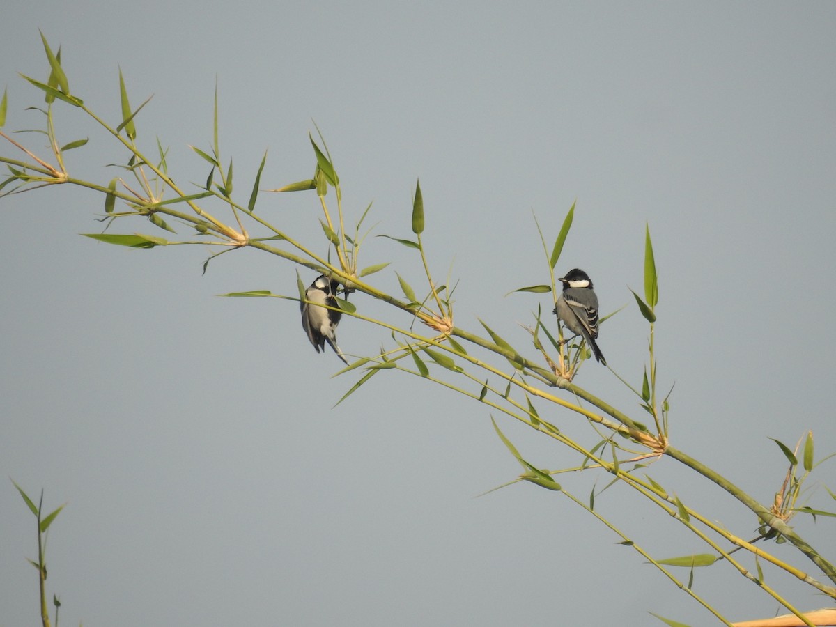 Cinereous Tit - ML122960031