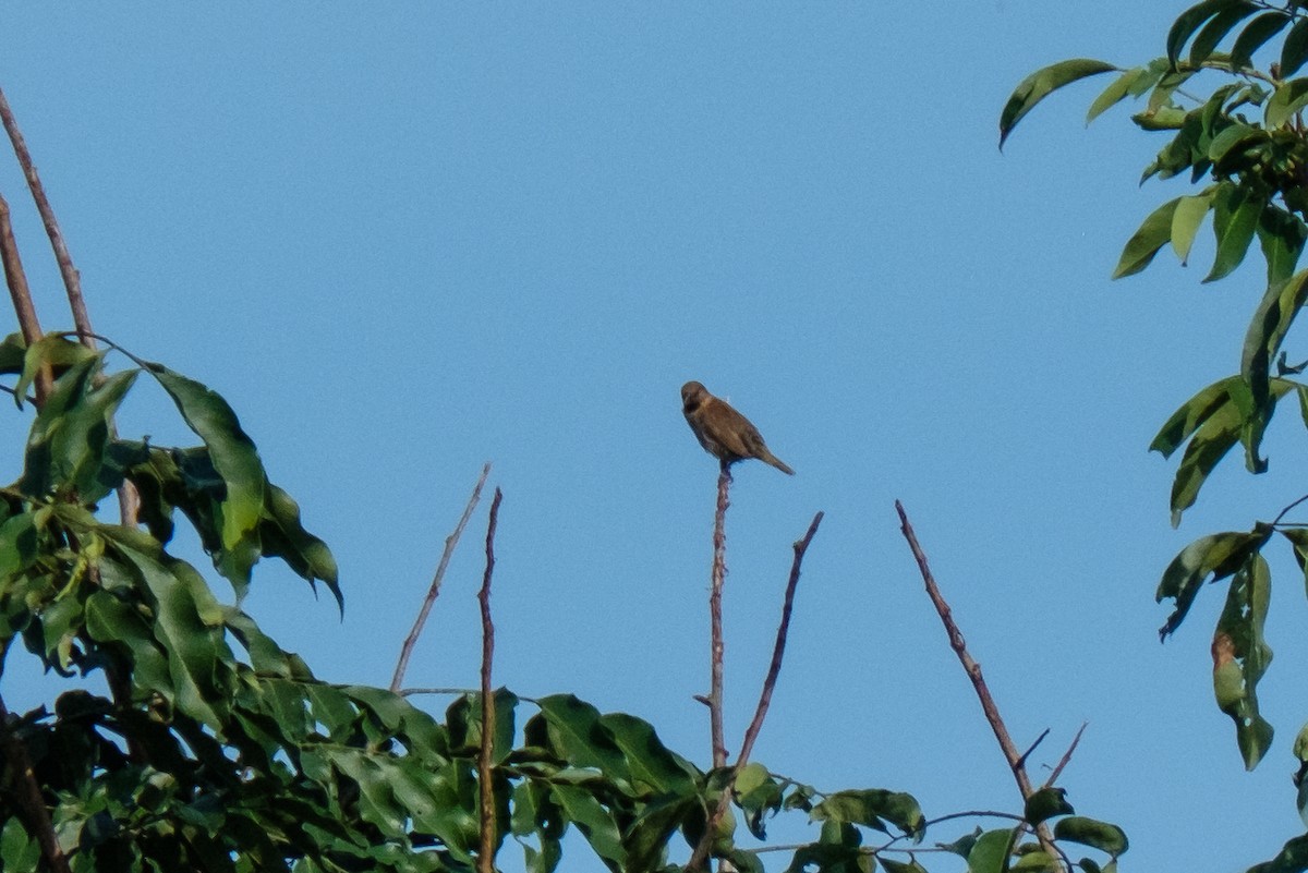 Plain-backed Sparrow - ML122960041