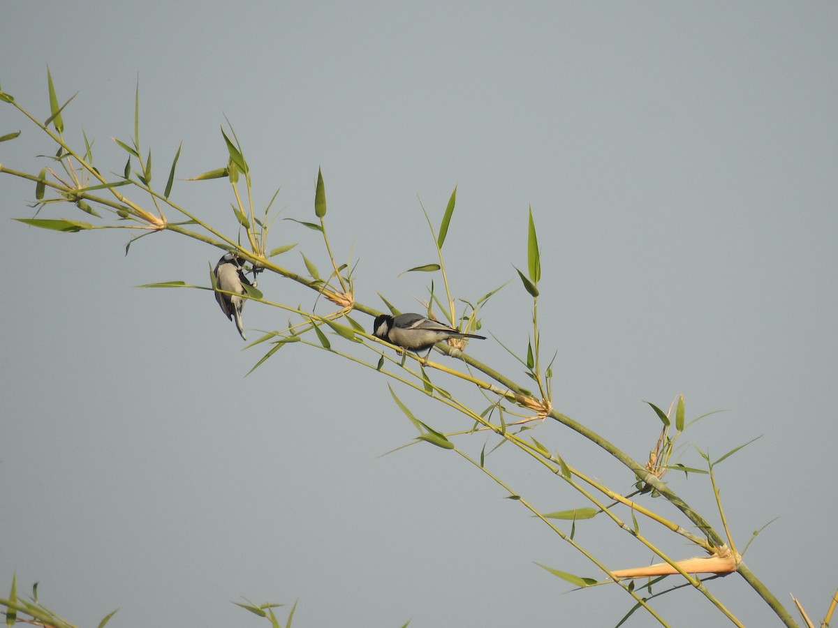 Cinereous Tit - ML122960051