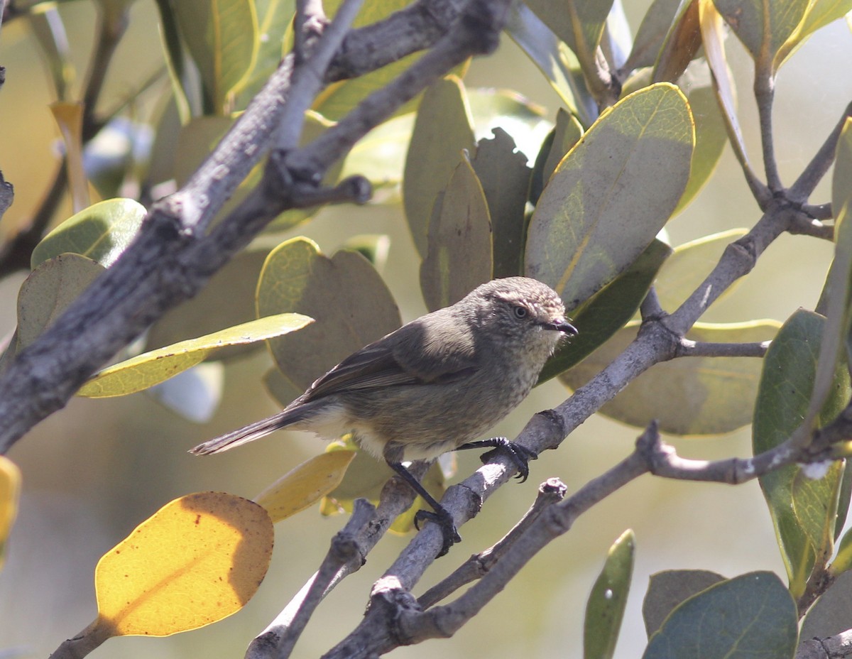 Slender-billed Thornbill - Richard and Margaret Alcorn