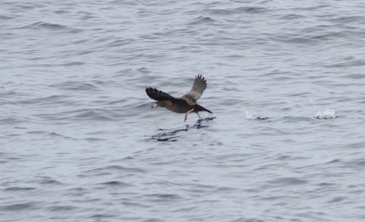 Flesh-footed Shearwater - ML122961651