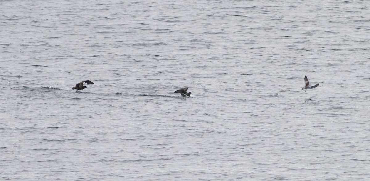 Flesh-footed Shearwater - ML122961831