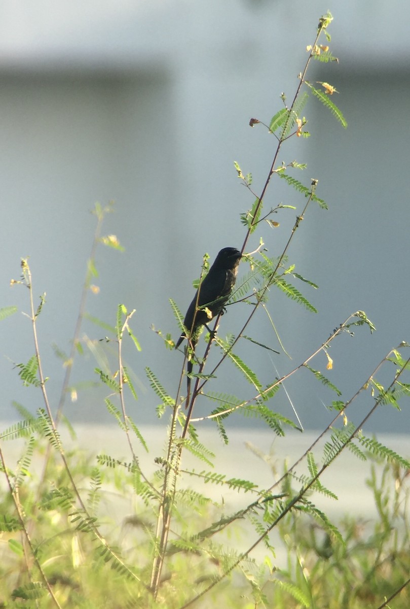 Black Drongo - ML122967341