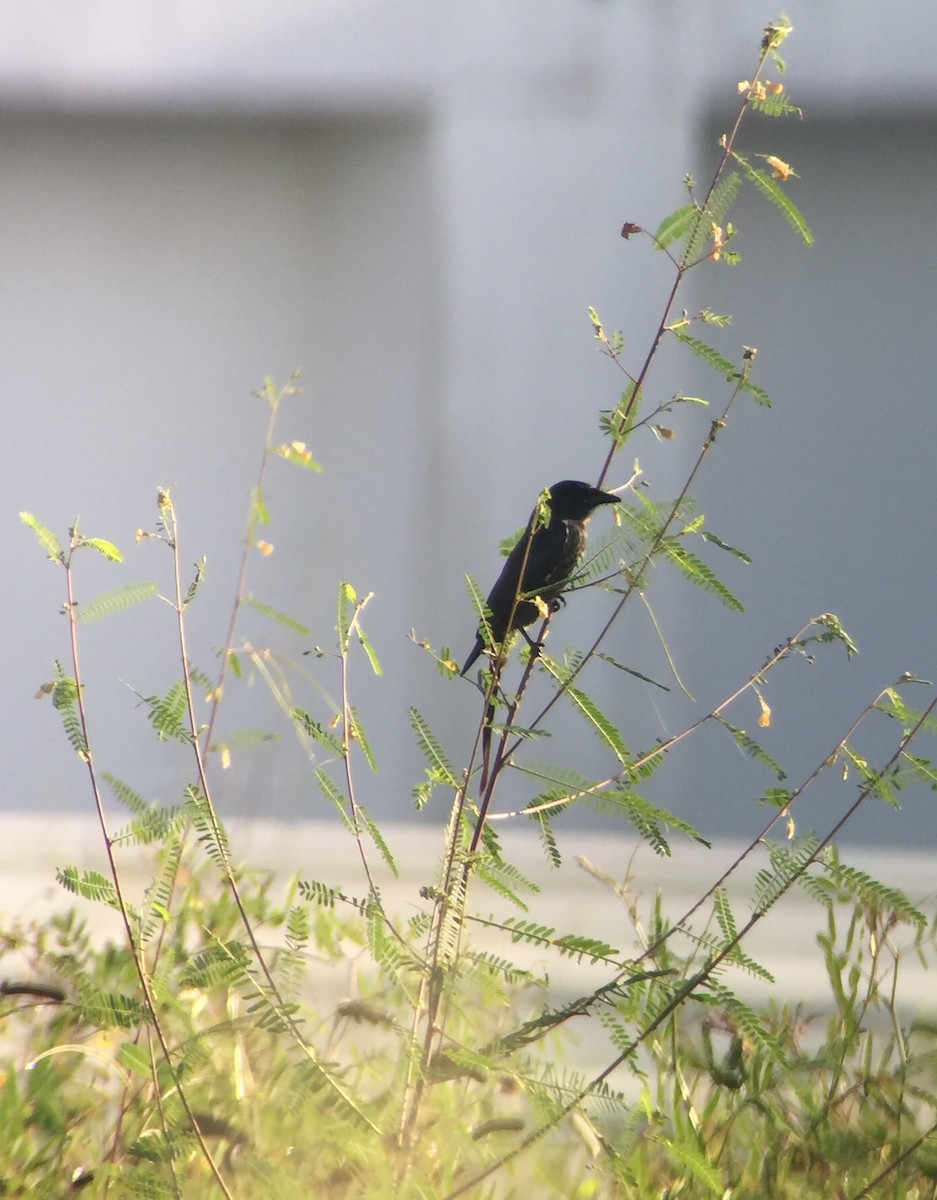 Black Drongo - ML122967361