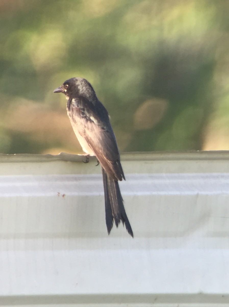 Black Drongo - ML122968021