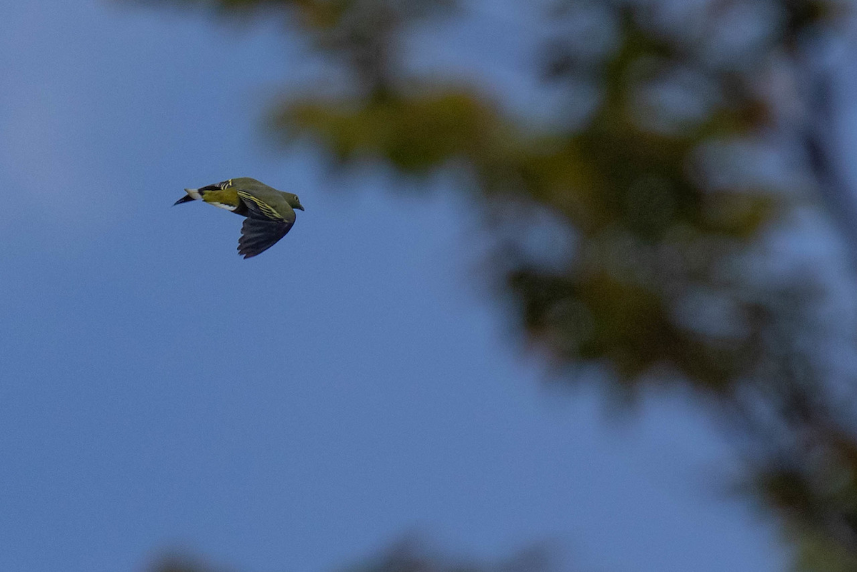 Timor Green-Pigeon - ML122968381