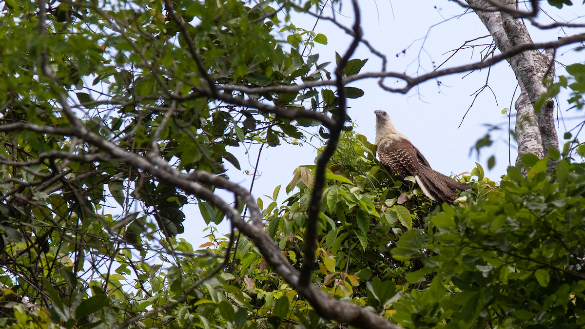 Pheasant Coucal - ML122969061