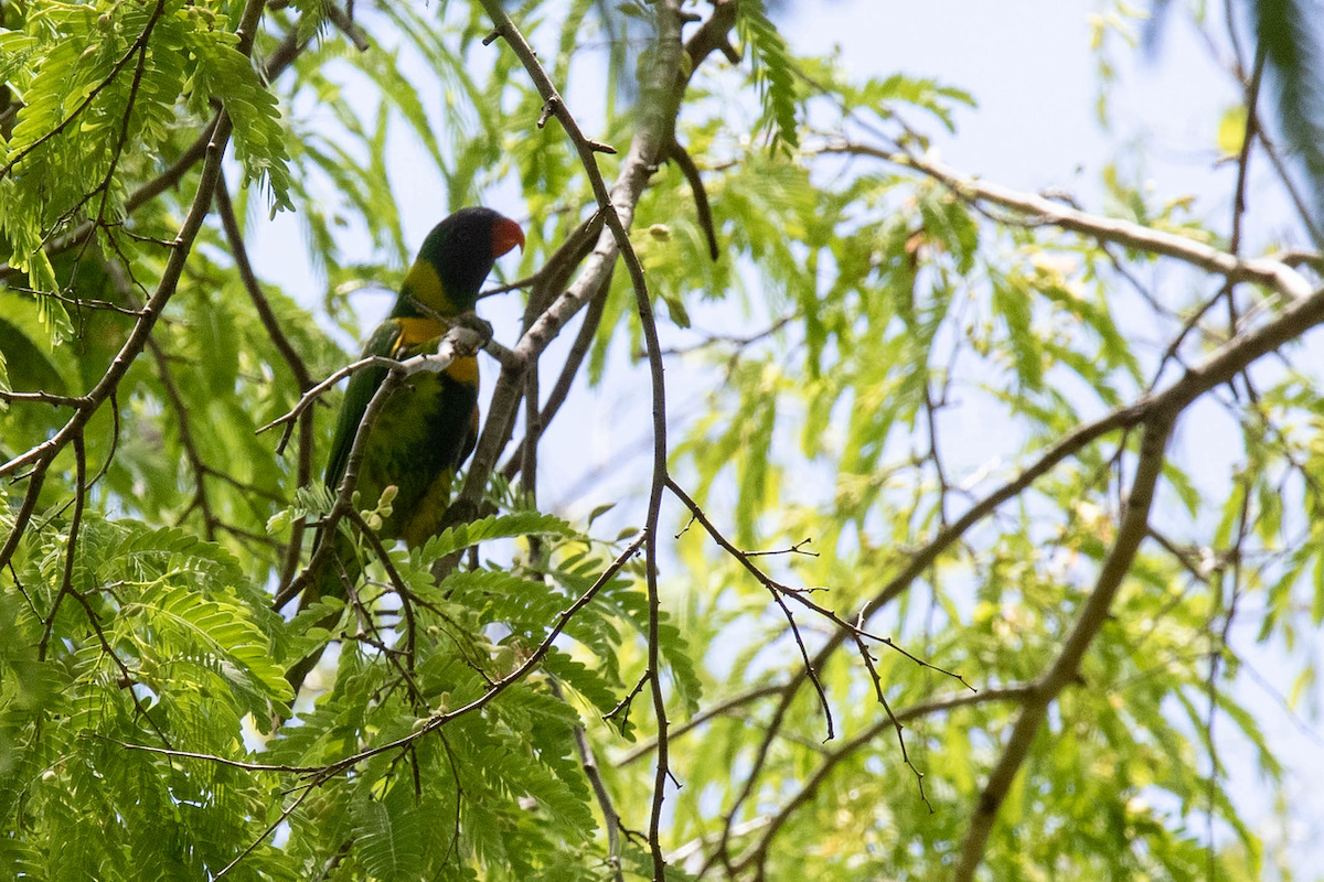 Marigold Lorikeet - Robert Tizard