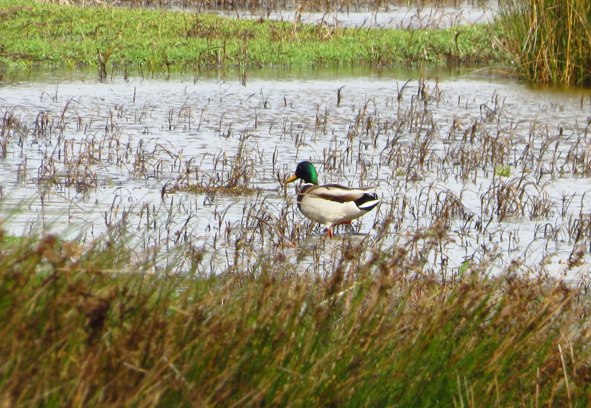 Mallard - ML122969651