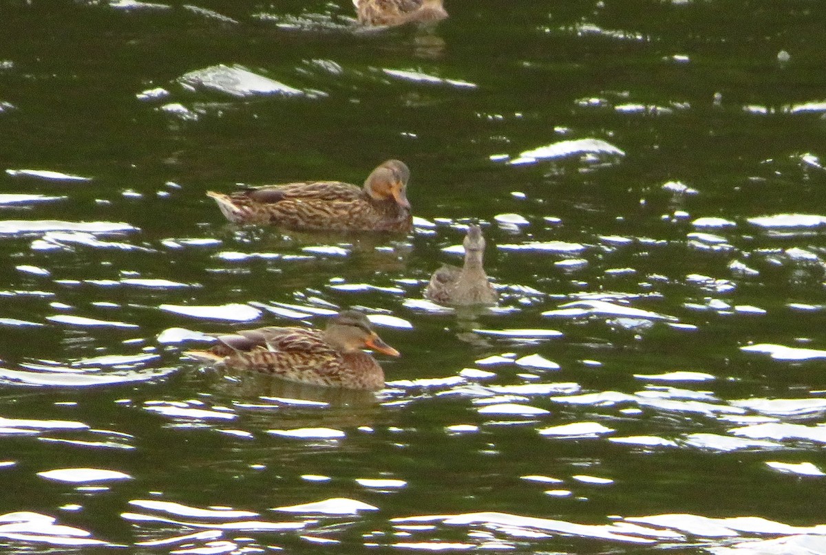 Green-winged Teal - ML122969721