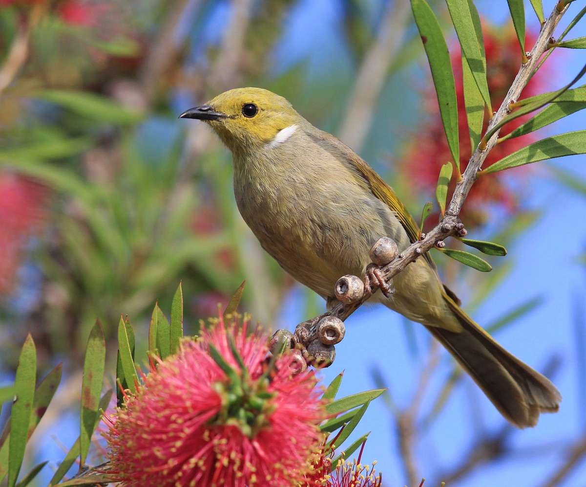 White-plumed Honeyeater - ML122970181