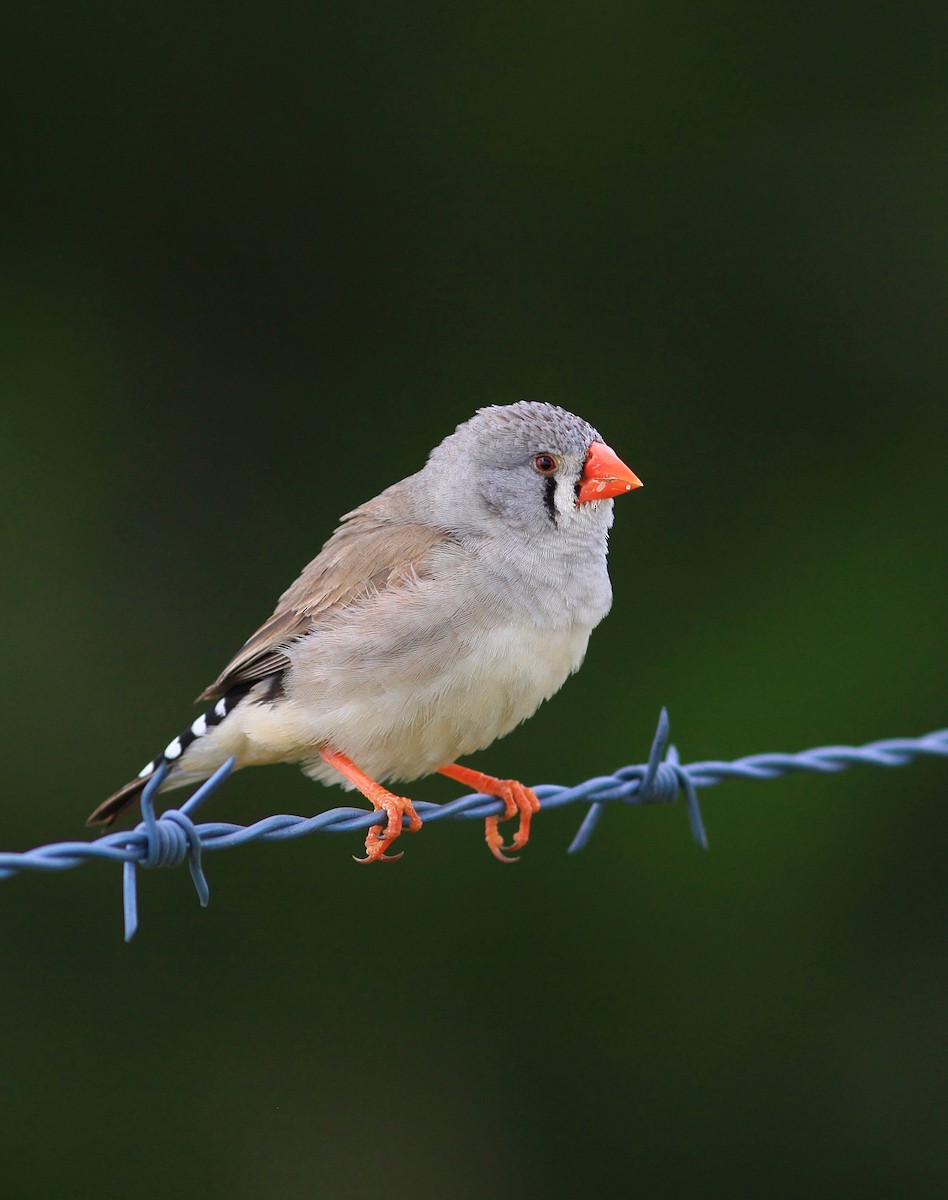 Zebra Finch - ML122970501