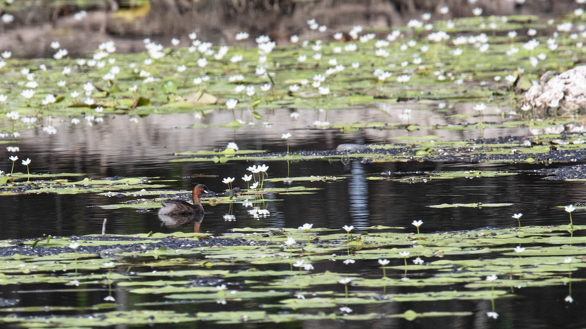 Little Grebe (Tricolored) - ML122970711