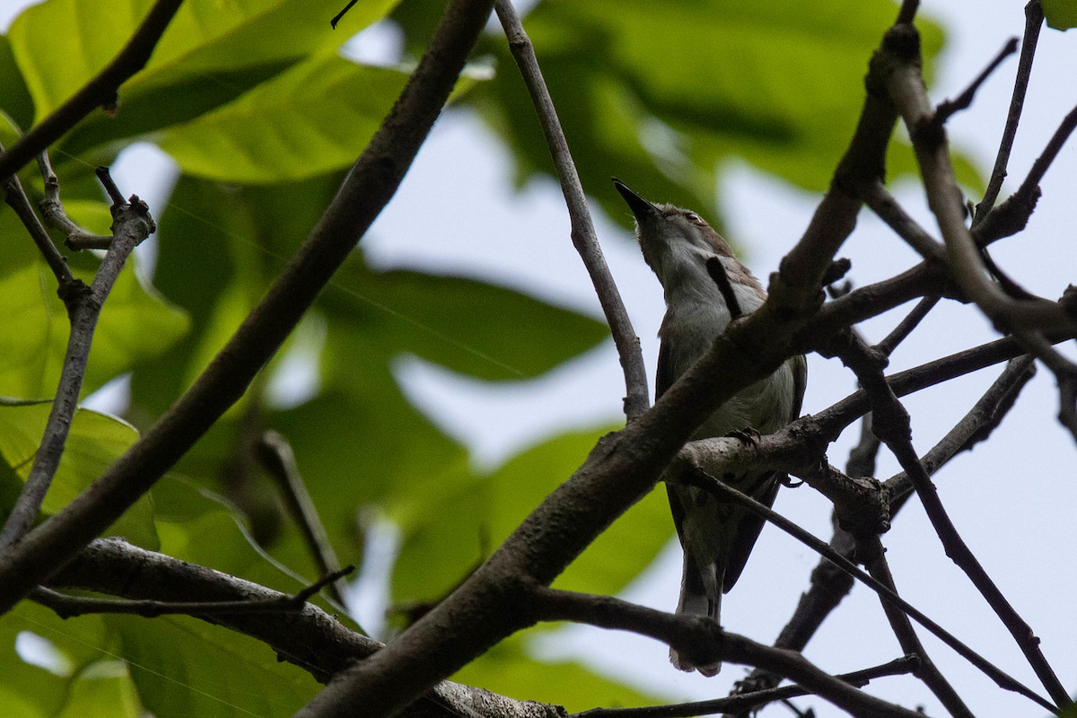 Plain Gerygone - ML122970851