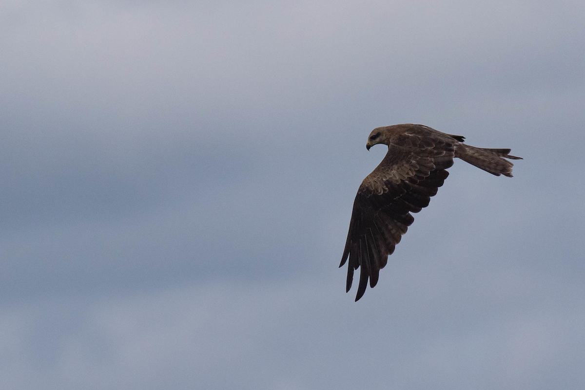 Black Kite (Black) - ML122970911