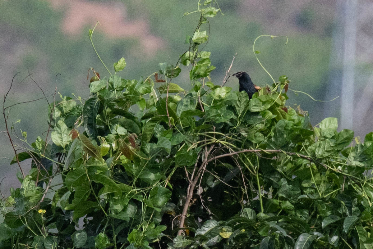 Lesser Coucal - ML122970931