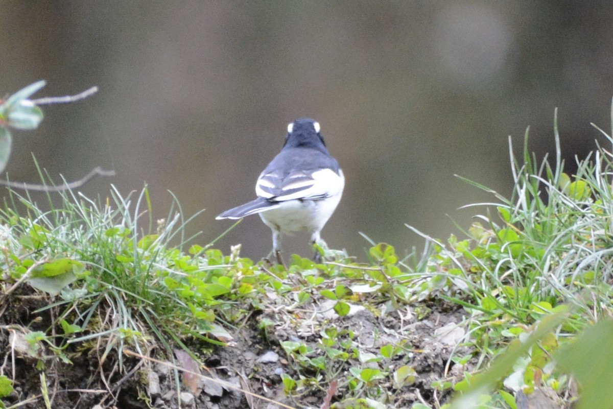 White Wagtail (Hodgson's) - ML122971071