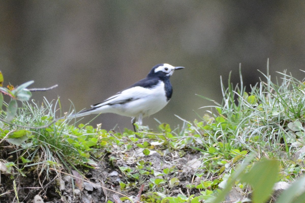 White Wagtail (Hodgson's) - ML122971101