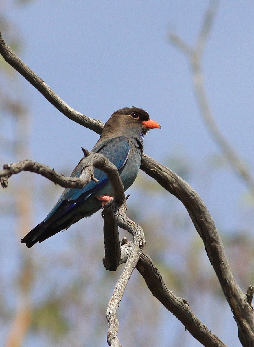 Dollarbird - ML122971311