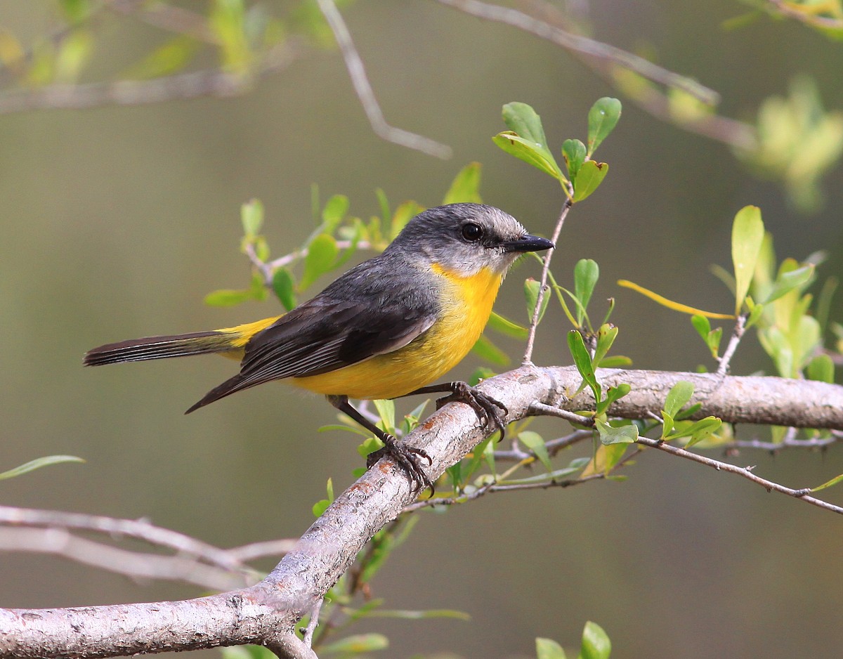 Eastern Yellow Robin - ML122971321