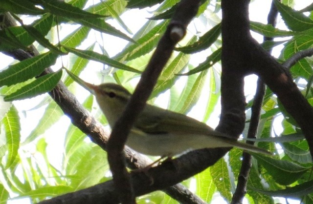 Western Crowned Warbler - ML122972161